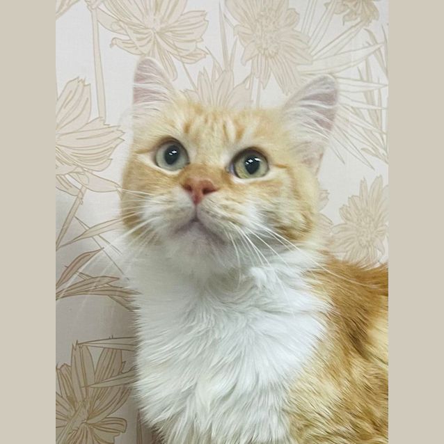 Photo of Peach   Located In Preston