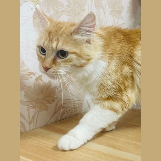 Photo of Peach   Located In Preston