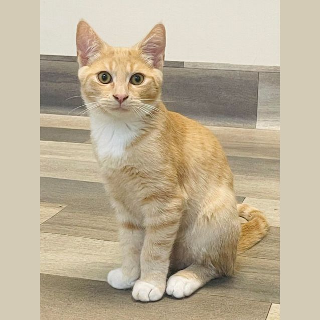 Photo of Custard   Located In Pakenham