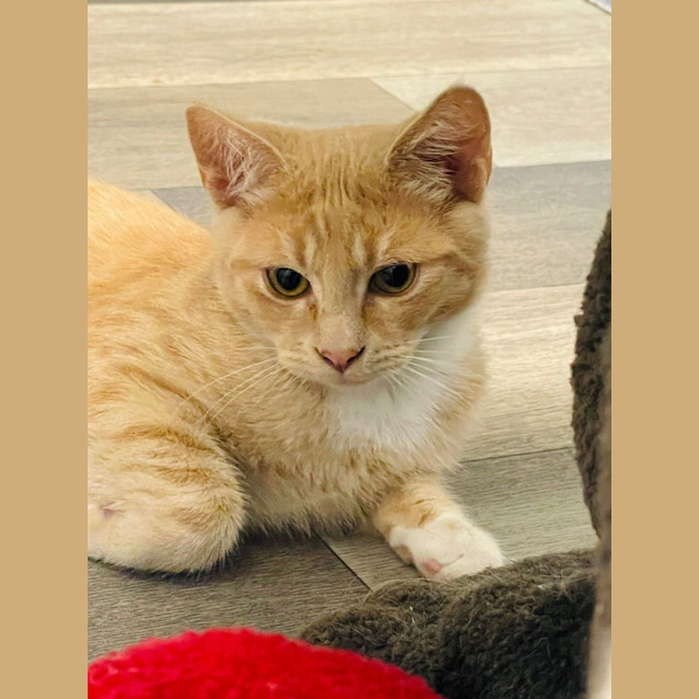 Photo of Custard   Located In Pakenham