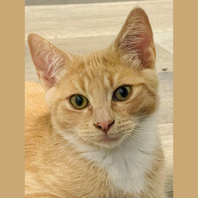 Photo of Custard   Located In Pakenham