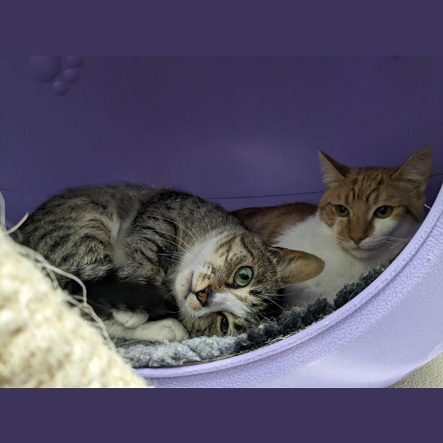 Photo of 🍭 Juno F02742 🍭