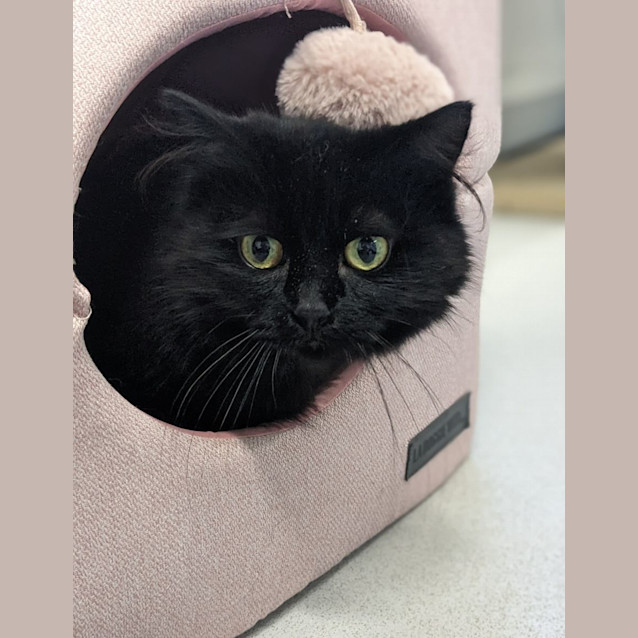 Photo of 💎 Rue F02663 💎