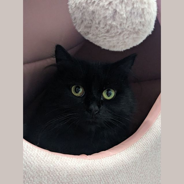 Photo of 💎 Rue F02663 💎