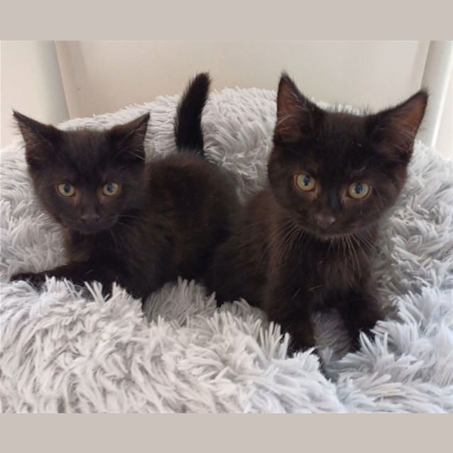 Photo of Tom And Jerry 