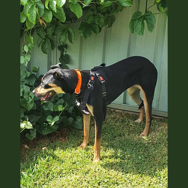 Photo of Theia   10 Month Old Rottweiler X Kelpie (Trial)