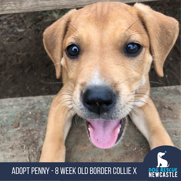 Photo of Penny   12 Week Old Border Collie X (Trial)