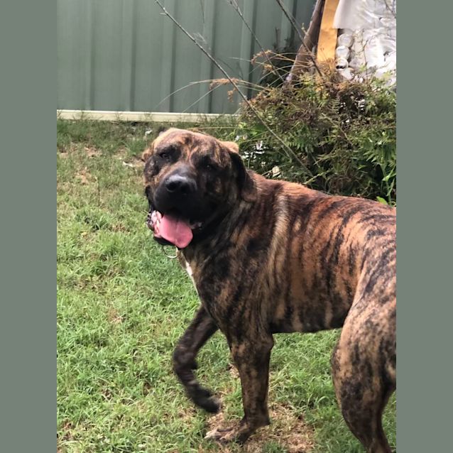 Photo of George   1 Year Old Bull Arab X Great Dane (Hold)