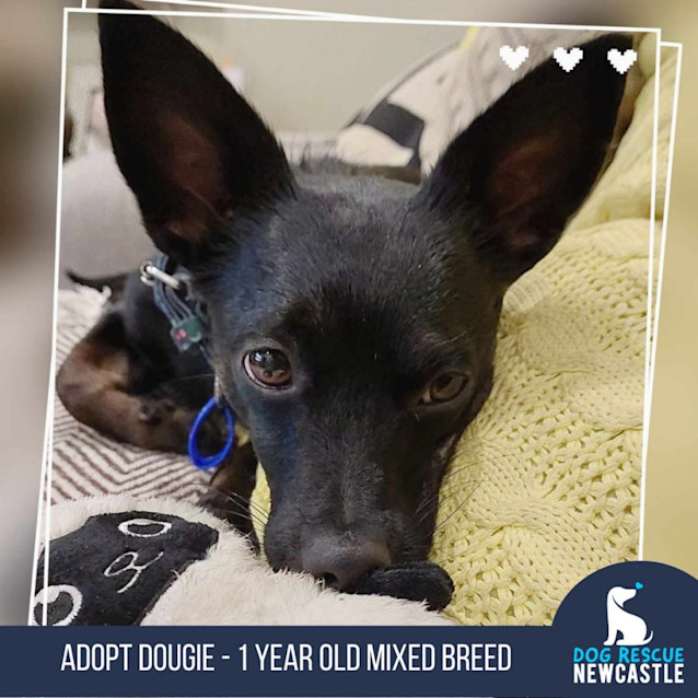Photo of Dougie   1 Year Old Mixed Breed (Trial)