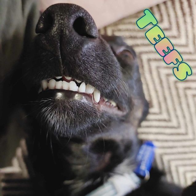 Photo of Dougie   1 Year Old Mixed Breed (Trial)