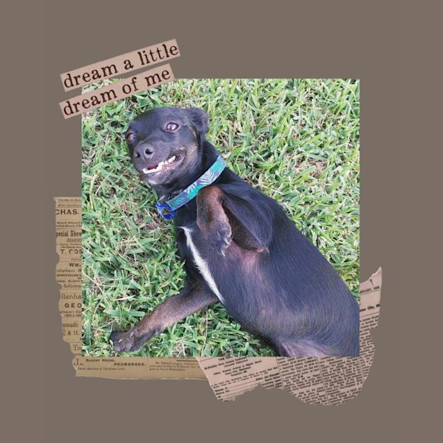 Photo of Dougie   1 Year Old Mixed Breed (Trial)