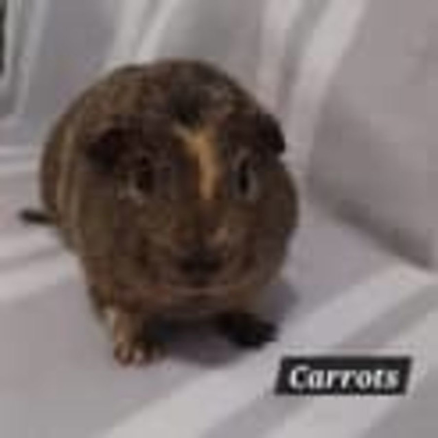 Photo of Carrots 