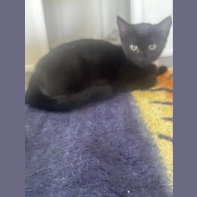 Photo of Pinky Kit 4