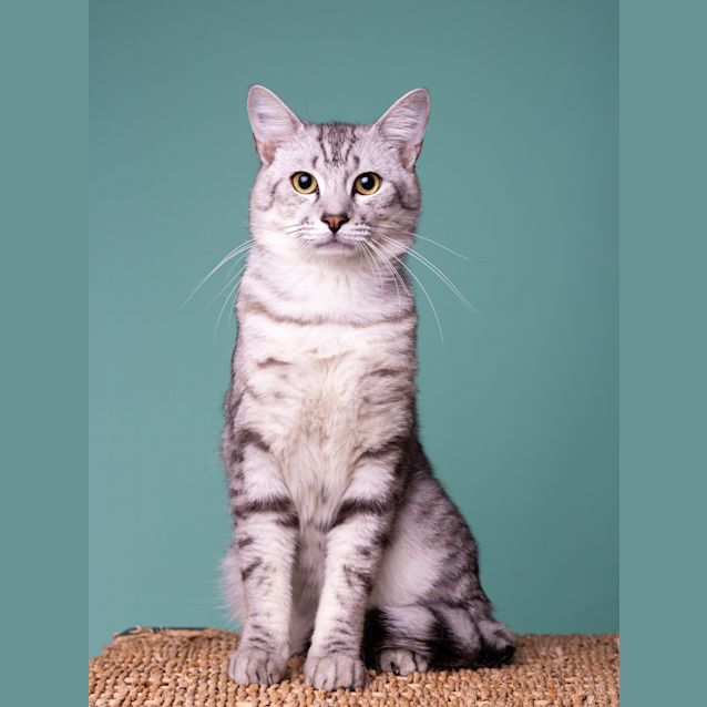 Photo of Captain 