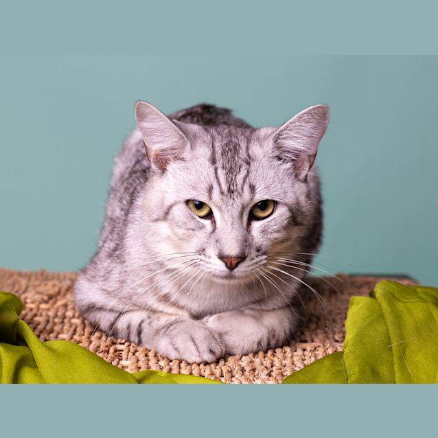 Photo of Captain 