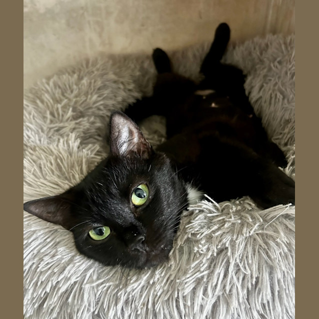 Photo of Misty