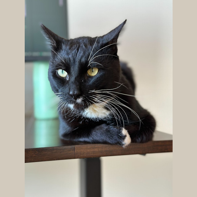 Photo of Merlin