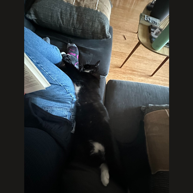 Photo of Merlin