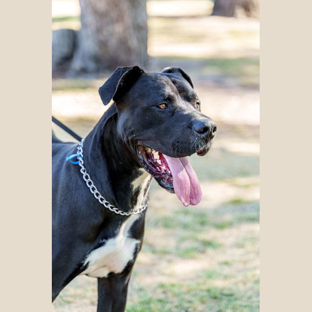 Photo of Tyson