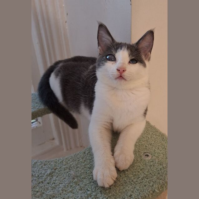 Photo of Tempest