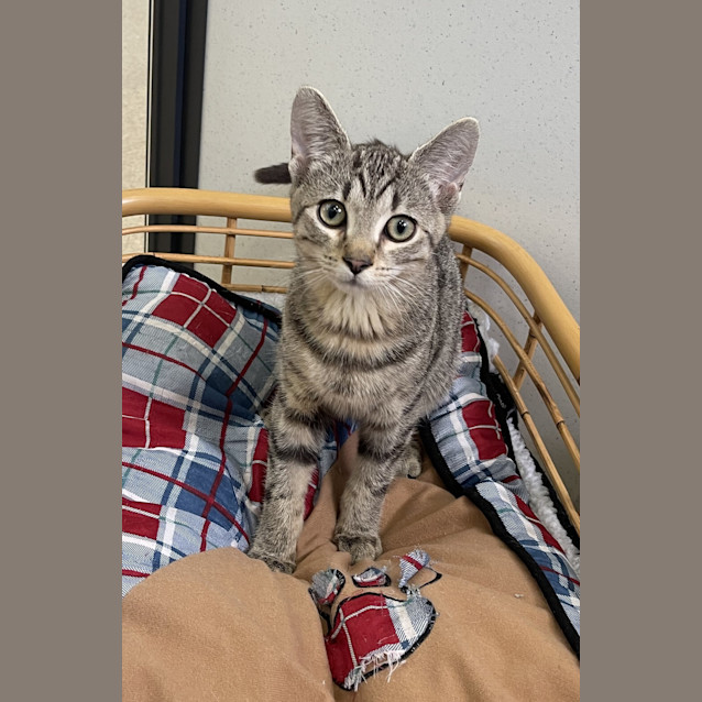 Photo of Little Nicky