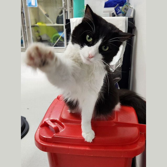 Photo of 🥨 Jasper F02716 🥨