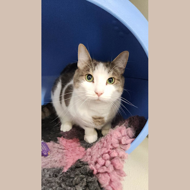 Photo of 💕 Mateo F02733 💕