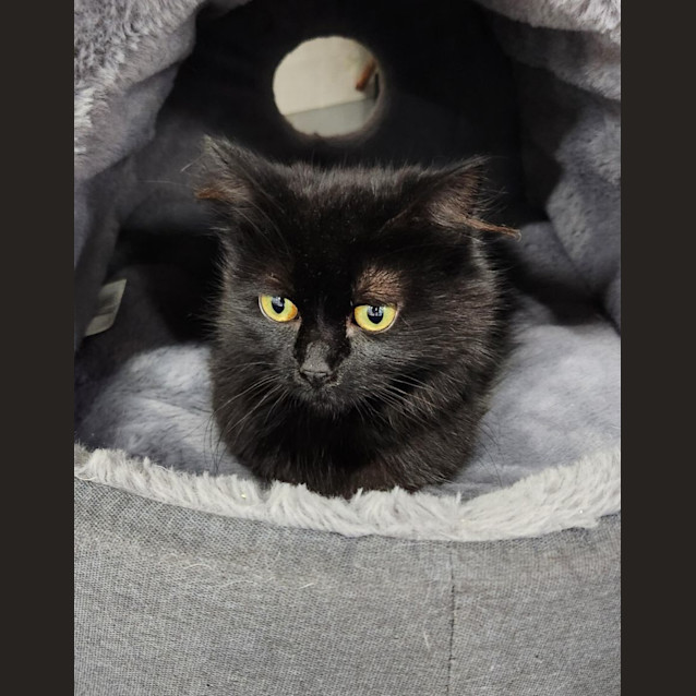 Photo of 💎 Rue F02663 💎