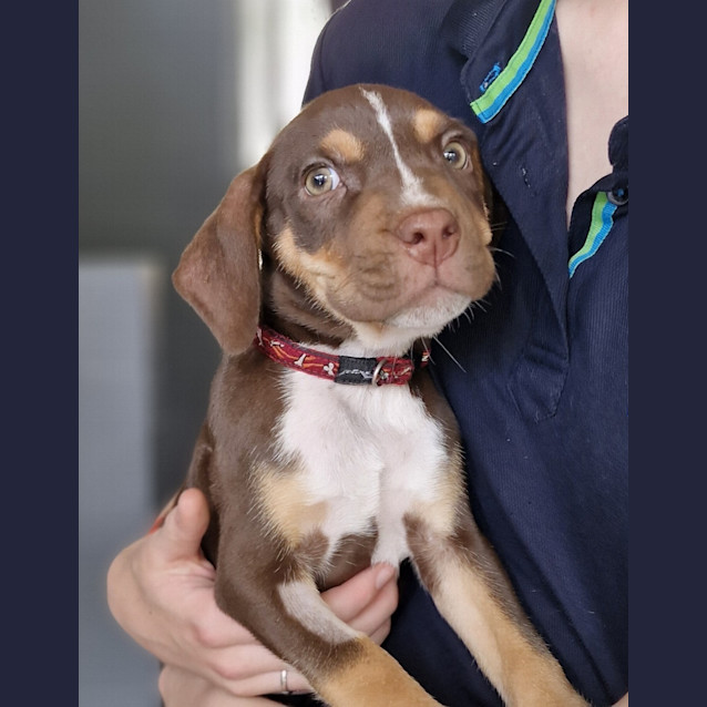 Photo of Scoop