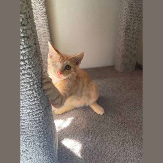 Photo of Captain Jack Sparrow