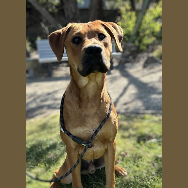 Photo of Banjo