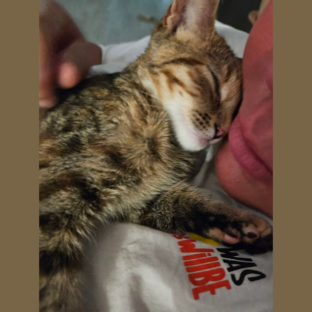 Photo of Oreo Aka Ginny
