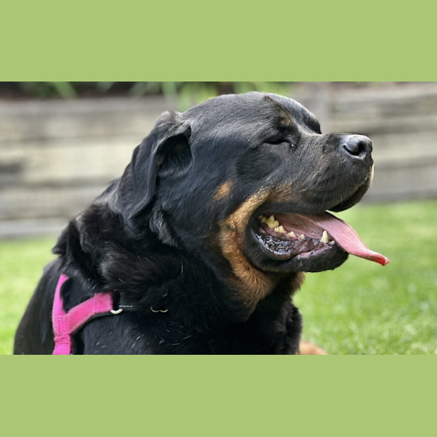 Photo of John Goodboy
