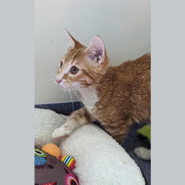Photo of Louie Lou