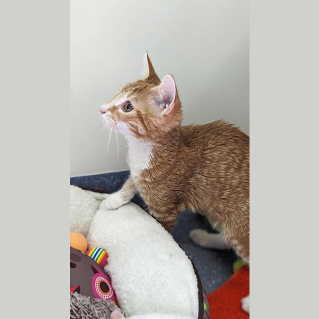 Photo of Louie Lou