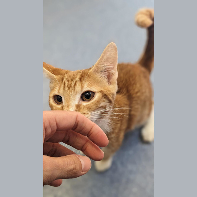 Photo of Louie Lou