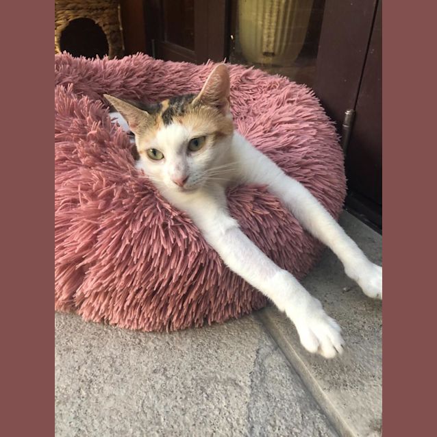 Photo of Phoebe