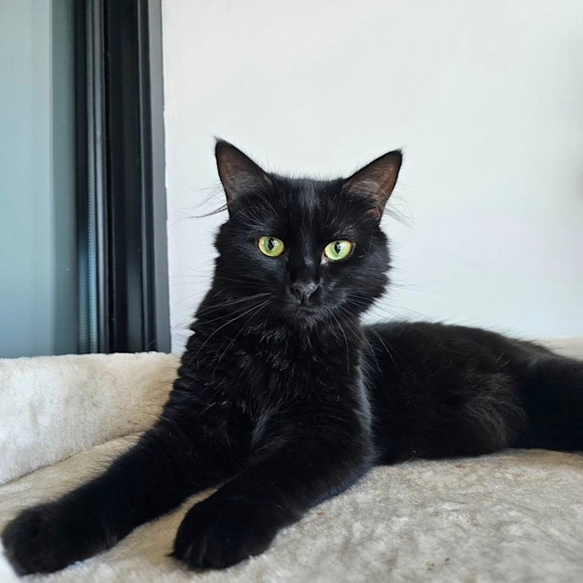 Photo of Jinx