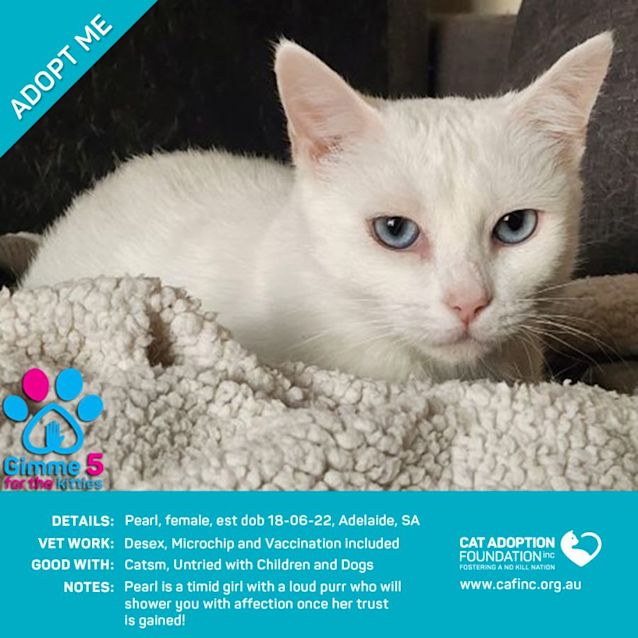 Photo of Pearl Just $39 Limited Time!