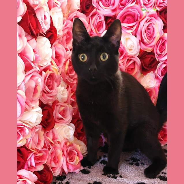 Photo of Quaxi   Meet Me At Nelly's Ark In Fairfield