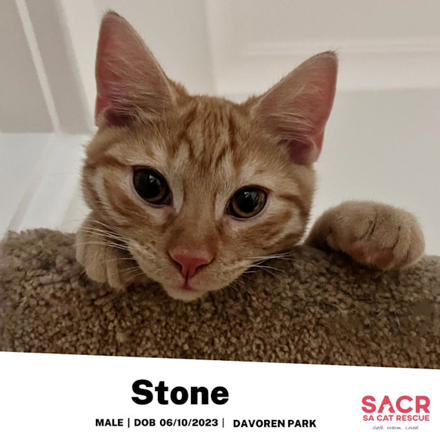 Photo of Stone