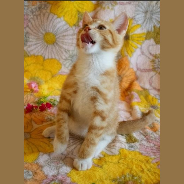 Photo of Happy