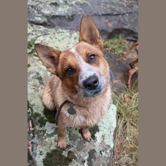 Photo of Capper