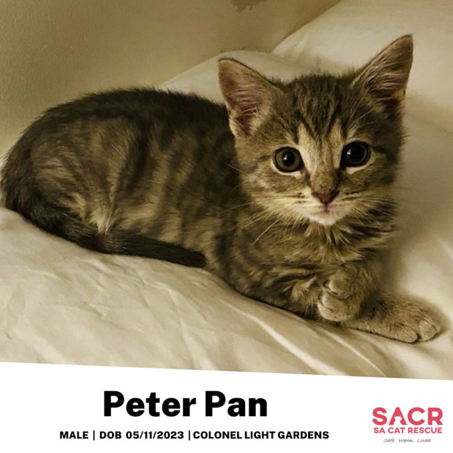 Photo of Peter Pan