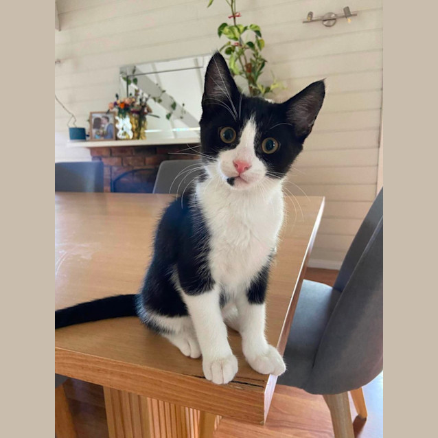 Photo of Tucker