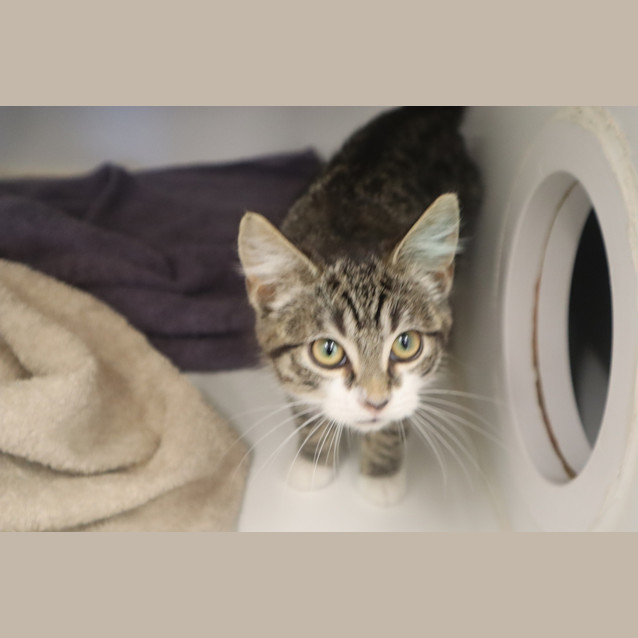 Photo of Socks