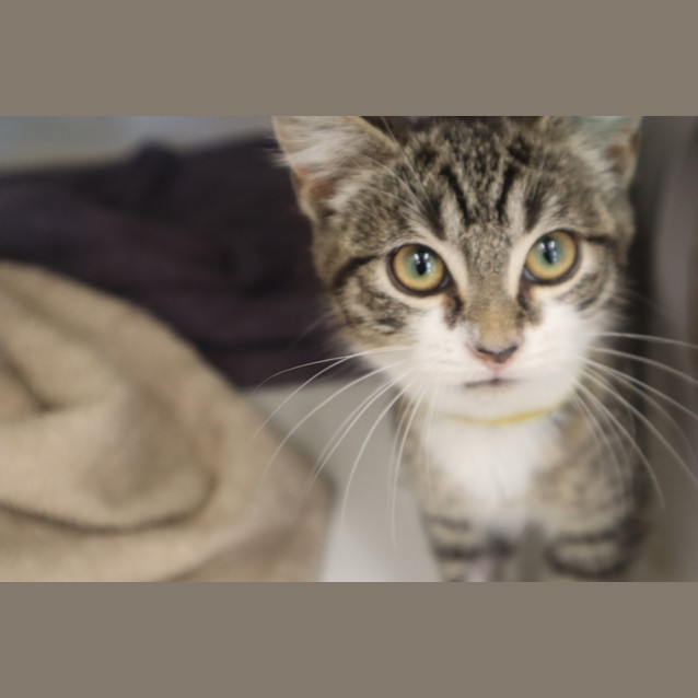 Photo of Socks