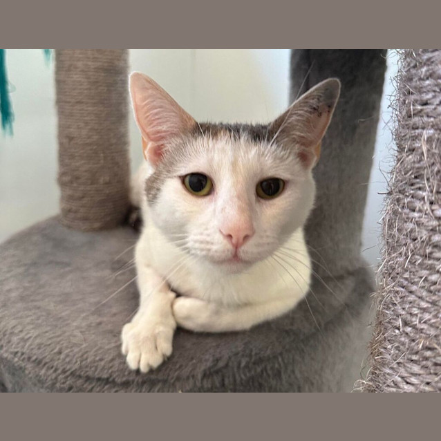 Photo of Cinnamon