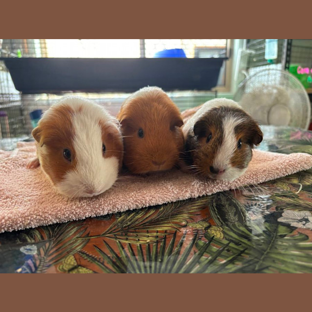 Photo of Lucille, Norma & Audrey 