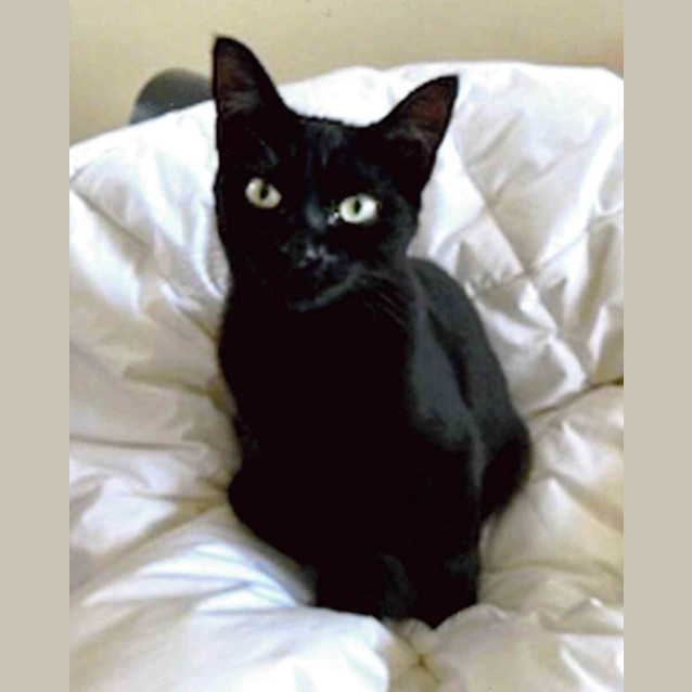 Photo of C1278 Maisie